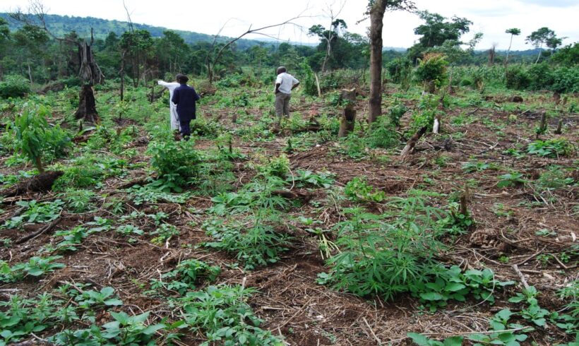 The cost of growing Marijuana