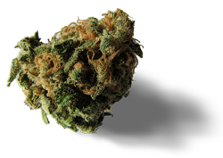 bud